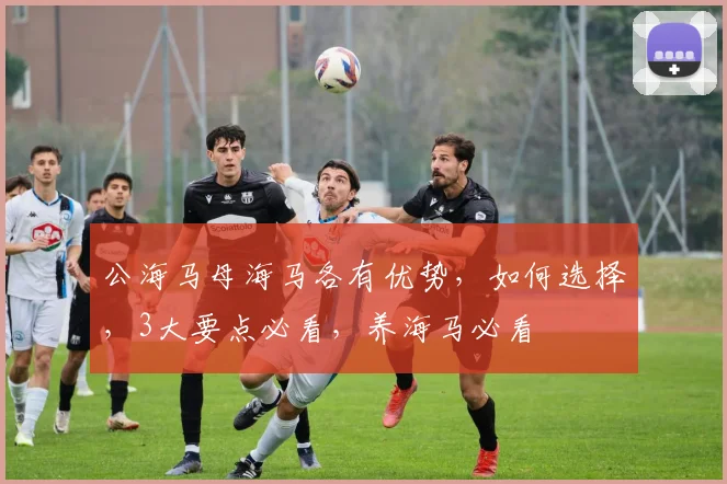 公海马母海马各有优势，如何选择，3大要点必看，养海马必看